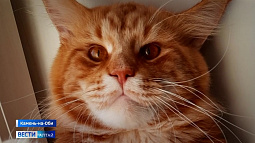 В Камне-на-Оби открылся первый салон красоты для кошек и собак