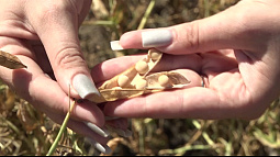 Более 350 тонн алтайского гороха отправится в Африку