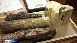 В Бийске прошла краевая олимпиада профессионального мастерства