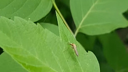 Численность комаров в крае в два  раза превысила прошлогодний показатель