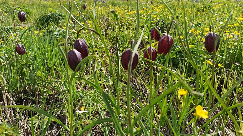 Сотрудники нацпарка «Салаир» сумели вовлечь сельских жителей в гражданскую науку
