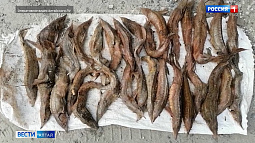 Алтайскому рыбному хозяйству нанесён ущерб почти на миллион рублей