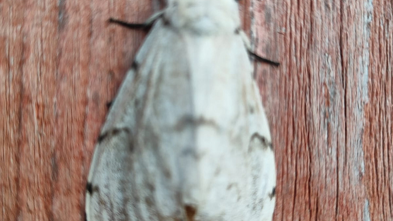 Волдыри, ожоги, зуд и аллергия: жители Чарышского района страдают от нашествия непарного шелкопряда
