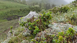 Жители алтайского предгорья переживают нашествие непарного шелкопряда