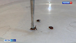 В Алтайском крае за эту неделю от укусов клещей пострадало больше 100 человек