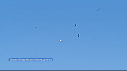 Уникального белого орлана-белохвоста удалось заснять в Обском природном заказнике 