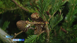 17 января в Барнауле пройдёт традиционная экологическая акция «Ёлки-палки»