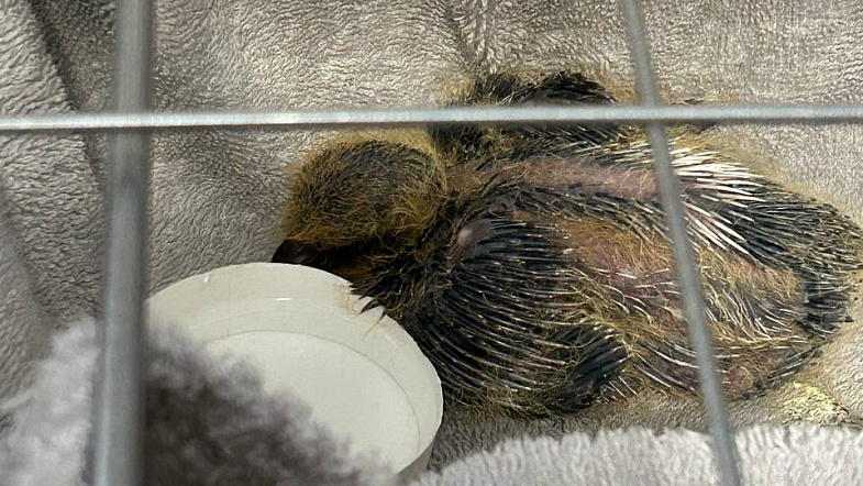 Жительница Барнаула спасла на дороге выпавшего птенца голубя