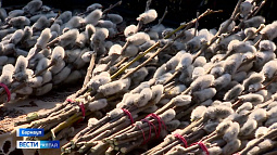 Завтра православные будут отмечать Вход Господень в Иерусалим