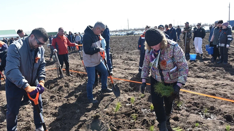 В окрестностях Кулунды высадили деревья в виде надписи «Энергия Победы»