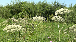 Какие растения нужно срочно уничтожить на даче в 2026 году?