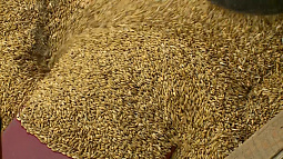 Экспорт алтайского зерна в Китай серьёзно вырастет