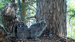 Птенцов бородатой неясыти сняли на видео в заказнике «Обской» в Алтайском крае
