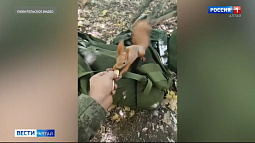 Бойцы СВО из Алтайского края подкармливают местную белку сушками и попкорном