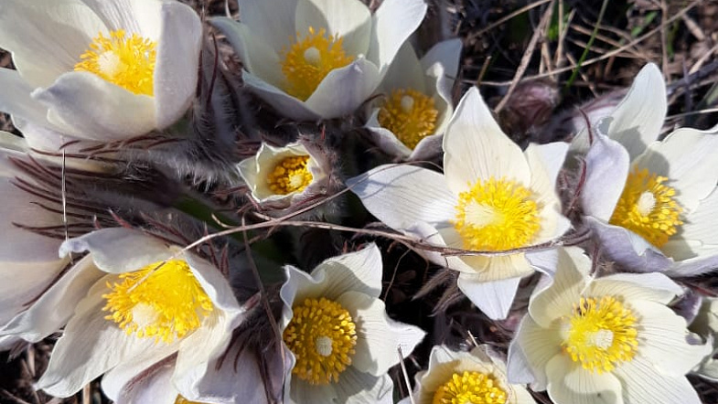 В Алтайском крае расцвели подснежники