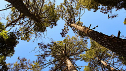 В Барнауле высадят крупномерные деревья взамен старых, которые спилили в прошлом году