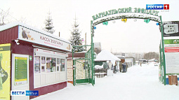 Сурки из барнаульского зоопарка проспали праздник