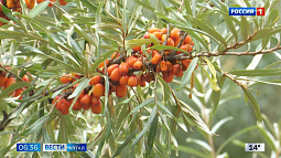 Сезон сбора алтайской облепихи открыт