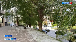 В Барнауле начался сезон тополиного пуха