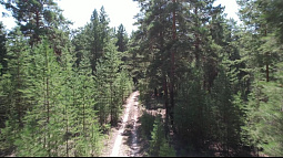 Сегодня – День вечнозелёных растений