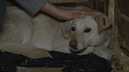 Мэрия Бийска отвергает обвинения в негуманном подходе к собакам