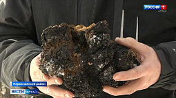 В Алтайском крае грибники вышли на тихую охоту за чагой