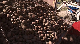 На Алтае в разгаре уборка картофеля