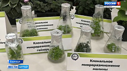 Международная конференция «От биопродуктов к биоэкономике» проходит в Барнауле
