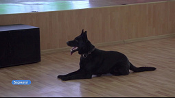 На Алтае полицейские присоединились к общероссийской акции «Студенческий десант»