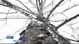 На Алтае приближается сезон аллергии на пыльцу растений