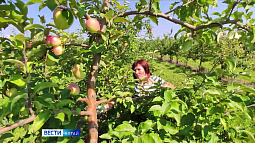 Алтайские аграрии смогут получить господдержку по ряду новых направлений
