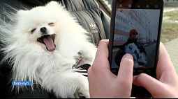 Жителям Алтайского края предлагают завести виртуального питомца