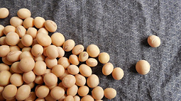 Алтайские селекционеры выводят новые сорта высокопротеиновой сои