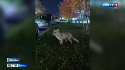 В Барнауле заметили лису, которая гуляет в окрестностях речного вокзала и Нагорного парка