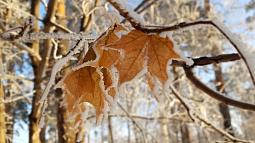 Эксперт рассказала, почему на Алтае такая тёплая зима