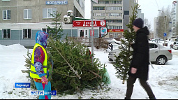 В Барнауле на одну из точек акции «Ёлки-палки» жители принесли больше сотни деревьев 