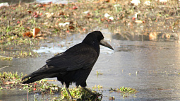 Жителей края просят помочь сосчитать грачей