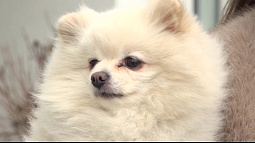 Шпицы лидируют в рейтинге самых популярных пород в 2025 году