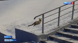 В барнаульском посёлке Бельмесёво по указу губернатора ввели карантин по бешенству