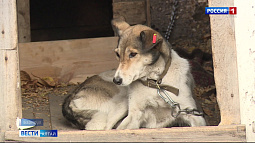 В начале 2025 года в Алтайском крае появится Единый реестр домашних собак