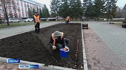 В Барнауле планируют высадить 75 тысяч луковиц тюльпанов