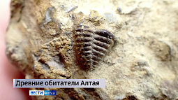 В Тигирекском заповеднике обнаружили окаменелых трилобитов эры палеозоя