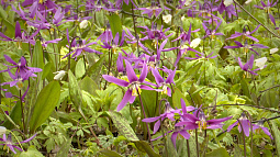 Алтайских туристов впервые пригласили в «дебри сказочной тайги» Тогульского района посмотреть на первоцветы