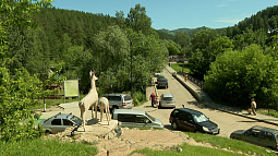 Около 55 млн рублей ожидают получить власти Белокурихи в этом сезоне за счёт курортного сбора