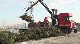 В Барнауле пройдёт акция по переработке хвойных деревьев «Ёлки-палки»