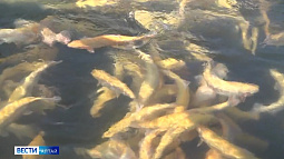 Рыбоводные хозяйства Алтайского края планируют увеличить объёмы