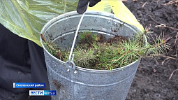 Почти 400 тысяч деревьев высадили с середины сентября в Алтайском крае