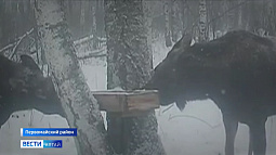 В Алтайском крае идёт зимний маршрутный учёт диких животных