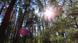 В Барнауле сегодня вручают награды и премии работникам лесной отрасли