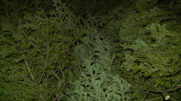 В середине декабря в Барнауле заработают ёлочные базары